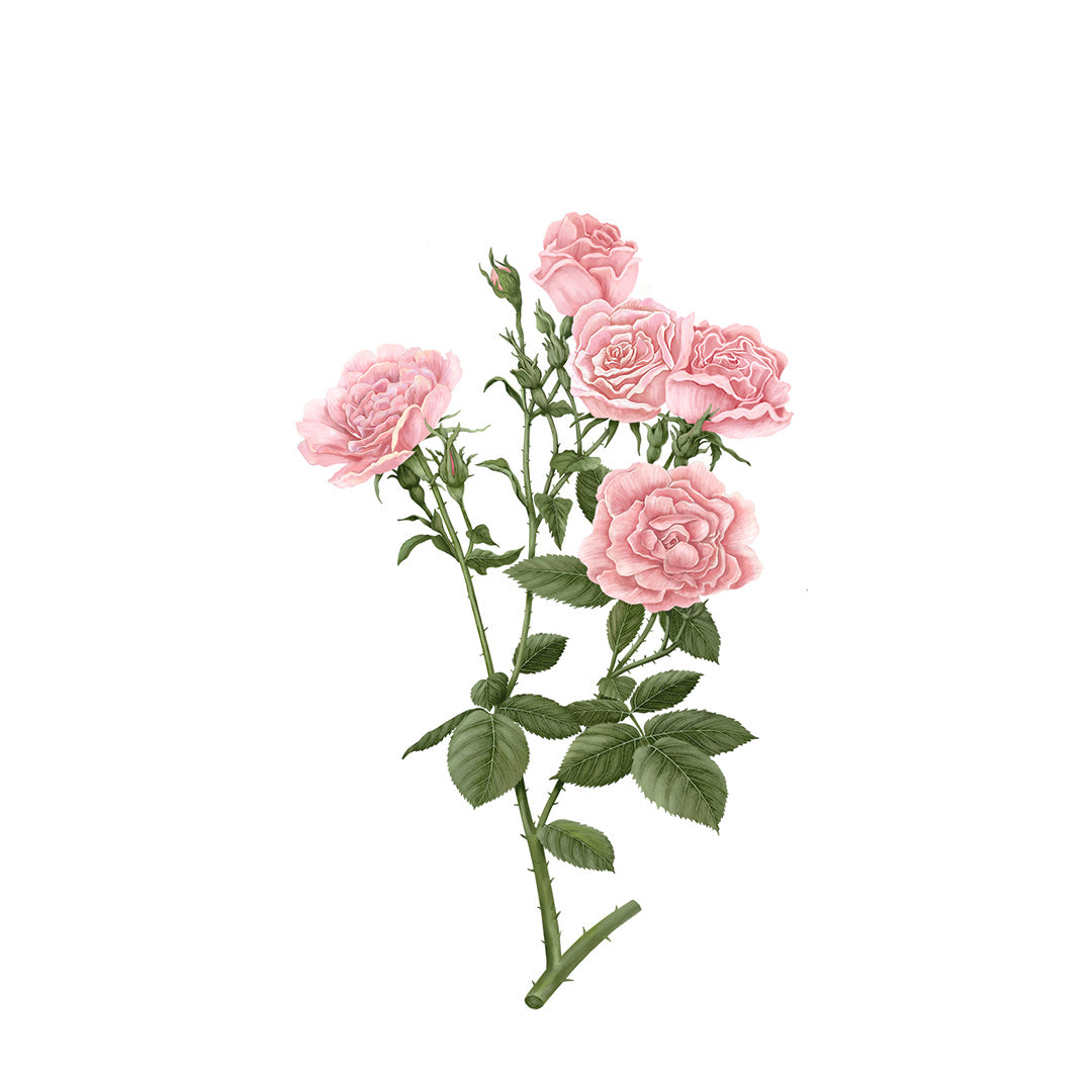 Damask Rose Botanical Palet